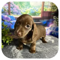 Lindy ... AKC, a female Miniature Dachshund for sale in Smithville, TN – 5 of 9