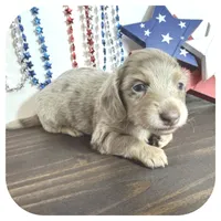 Perla ... AKC, a female Miniature Dachshund for sale in Smithville, TN – 4 of 7