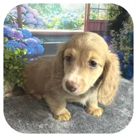 Jabber ... AKC, a male Miniature Dachshund for sale in Smithville, TN – 8 of 10