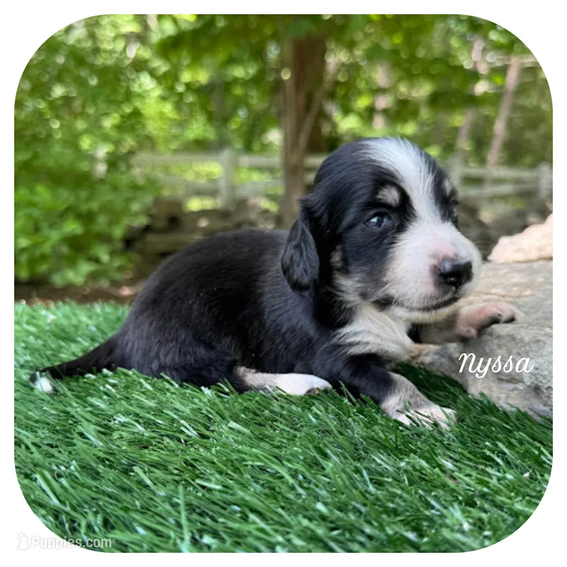 Nyssa ... AKC – Miniature Dachshund puppy for sale in Smithville, TN