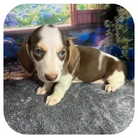 Luigi ... AKC, a male Miniature Dachshund for sale in Smithville, TN – 8 of 10