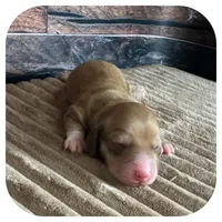 Otis ... AKC, a male Miniature Dachshund for sale in Smithville, TN – 4 of 8