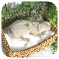 Rookie ... AKC, a male Miniature Dachshund for sale in Smithville, TN – 5 of 8