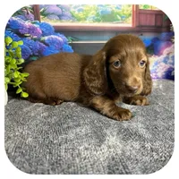 Lolli ... AKC, a female Miniature Dachshund for sale in Smithville, TN – 3 of 10