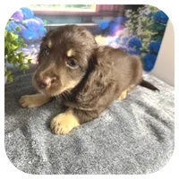 Kai ... AKC, a male Miniature Dachshund for sale in Smithville, TN – 4 of 9