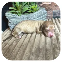 Olla ... AKC, a female Miniature Dachshund for sale in Smithville, TN – 3 of 8
