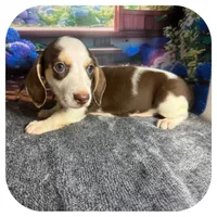 Luigi ... AKC, a male Miniature Dachshund for sale in Smithville, TN – 4 of 10