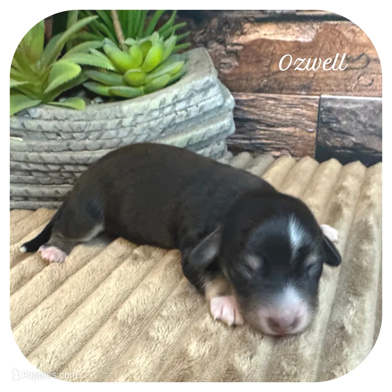 Ozwell ... AKC – Miniature Dachshund puppy for sale in Smithville, TN
