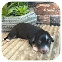 Ozwell ... AKC, a male Miniature Dachshund for sale in Smithville, TN – 1 of 7