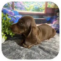 Loki ... AKC, a male Miniature Dachshund for sale in Smithville, TN – 3 of 10