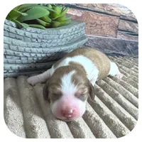 Odessa ... AKC, a female Miniature Dachshund for sale in Smithville, TN – 2 of 8