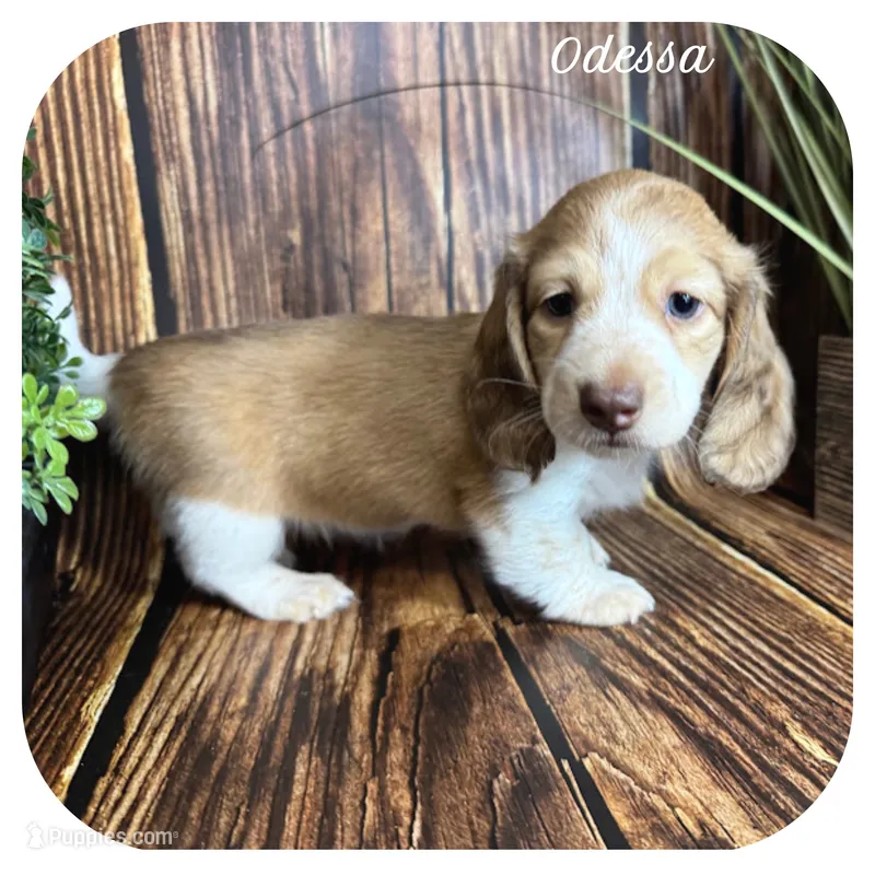 Odessa ... AKC – Miniature Dachshund puppy for sale in Smithville, TN