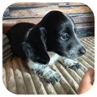 Merlin ... AKC, a male Miniature Dachshund for sale in Smithville, TN – 3 of 9