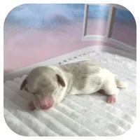 Puddles ... AKC, a female Miniature Dachshund for sale in Smithville, TN – 2 of 9