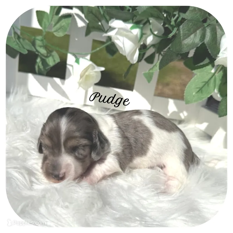 Pudge ... AKC – Miniature Dachshund puppy for sale in Smithville, TN