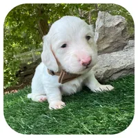 Marshmellow ... AKC, a male Miniature Dachshund for sale in Smithville, TN – 6 of 10