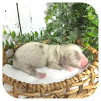 Rookie ... AKC, a male Miniature Dachshund for sale in Smithville, TN – 3 of 8