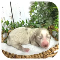 Rookie ... AKC, a male Miniature Dachshund for sale in Smithville, TN – 4 of 8