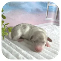Puddles ... AKC, a female Miniature Dachshund for sale in Smithville, TN – 4 of 9