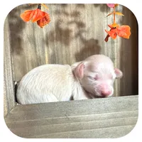 Tango ... AKC, a male Miniature Dachshund for sale in Smithville, TN – 2 of 9
