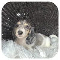 Pudge ... AKC, a male Miniature Dachshund for sale in Smithville, TN – 3 of 8
