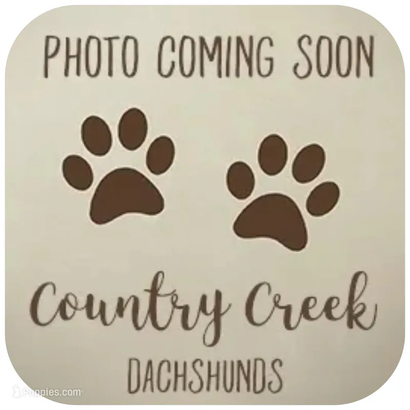 Ulana ... AKC – Miniature Dachshund puppy for sale in Smithville, TN