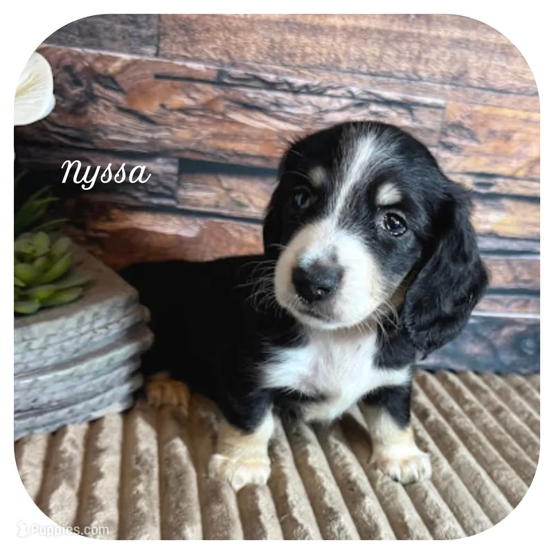 Nyssa ... AKC – Miniature Dachshund puppy for sale in Smithville, TN
