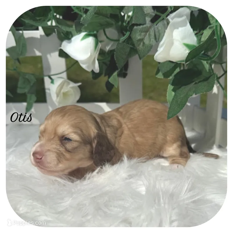Otis ... AKC – Miniature Dachshund puppy for sale in Smithville, TN
