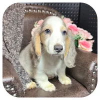Rooster ... AKC, a male Miniature Dachshund for sale in Smithville, TN – 4 of 10