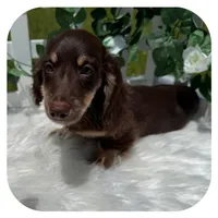 Kai ... AKC, a male Miniature Dachshund for sale in Smithville, TN – 4 of 7