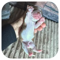 Odessa ... AKC, a female Miniature Dachshund for sale in Smithville, TN – 6 of 8