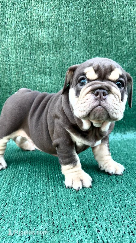 Nutella  – English Bulldog puppy for sale in Maywood, CA