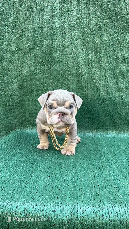 El chapo – English Bulldog puppy for sale in Maywood, CA