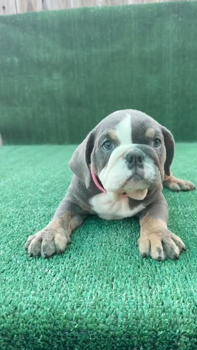 Annabelle , a female English Bulldog for sale in Maywood, CA – 4 of 4