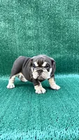 Nutella , a female English Bulldog for sale in Maywood, CA – 2 of 4