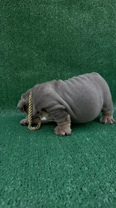 El gordo , a male English Bulldog for sale in Maywood, CA – 3 of 3