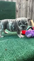 Orejitas, a female English Bulldog for sale in Maywood, CA – 2 of 4