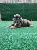 Blue , a female English Bulldog for sale in Maywood, CA – 2 of 3