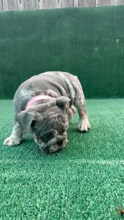 Orejitas, a female English Bulldog for sale in Maywood, CA – 4 of 4