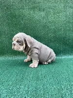 Chapito 2.0, a male English Bulldog for sale in Maywood, CA – 2 of 4