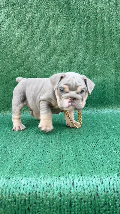 El chapo, a male English Bulldog for sale in Maywood, CA – 3 of 3