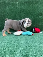 Annabelle , a female English Bulldog for sale in Maywood, CA – 3 of 4