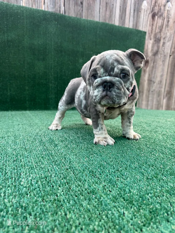 Orejitas – English Bulldog puppy for sale in Maywood, CA
