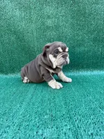 Nutella , a female English Bulldog for sale in Maywood, CA – 3 of 4