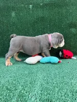 Annabelle , a female English Bulldog for sale in Maywood, CA – 1 of 4