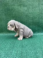 Chapito 2.0, a male English Bulldog for sale in Maywood, CA – 3 of 4