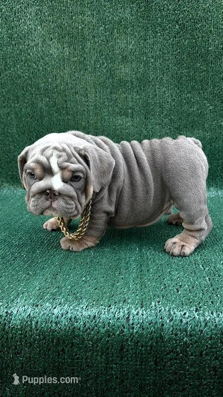 El gordo  – English Bulldog puppy for sale in Maywood, CA