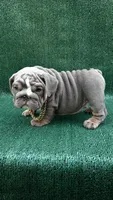 El gordo , a male English Bulldog for sale in Maywood, CA – 1 of 3