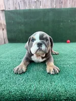 Annabelle , a female English Bulldog for sale in Maywood, CA – 2 of 4