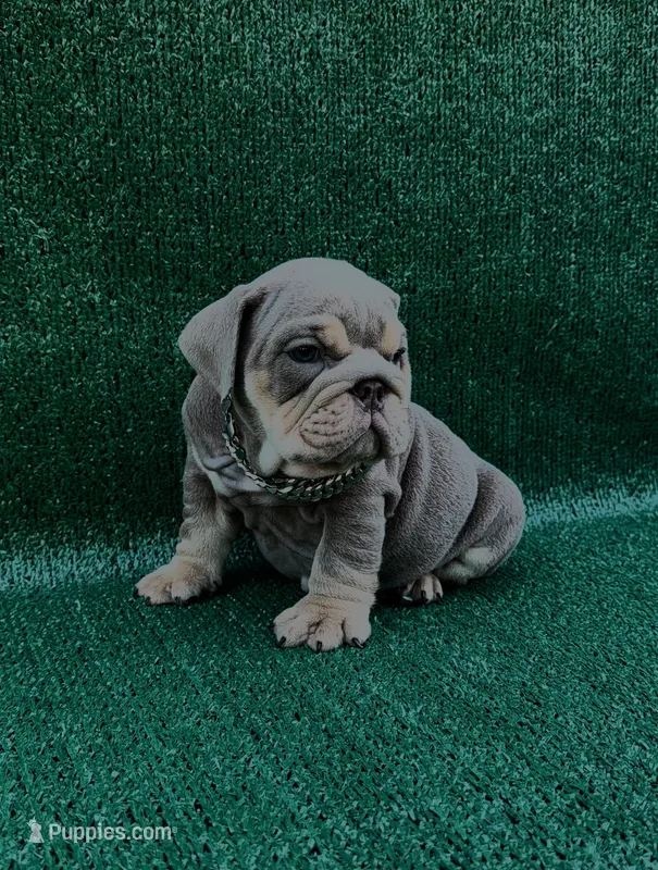 Chapito 2.0 – English Bulldog puppy for sale in Maywood, CA